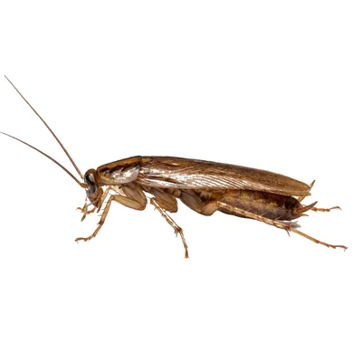 Cockroaches