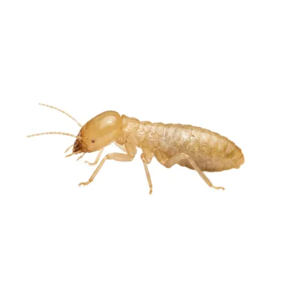 Termites
